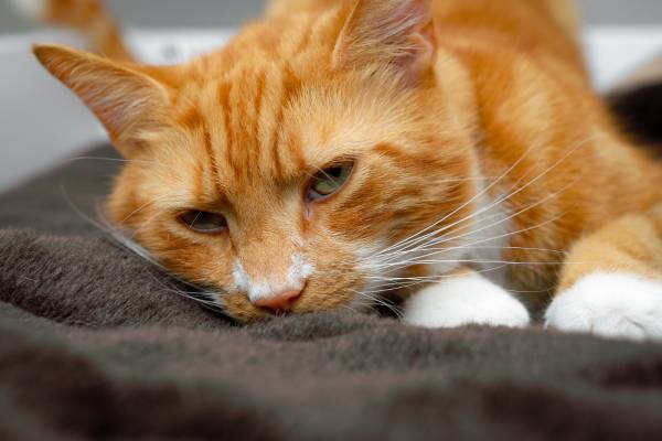 A ginger cat is resting on a soft blanket