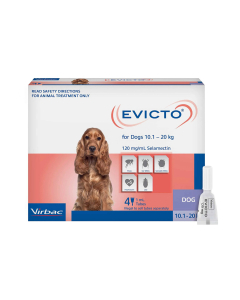Evicto Dog Medium 22.05 - 41.1lbs Purple 4 Pack