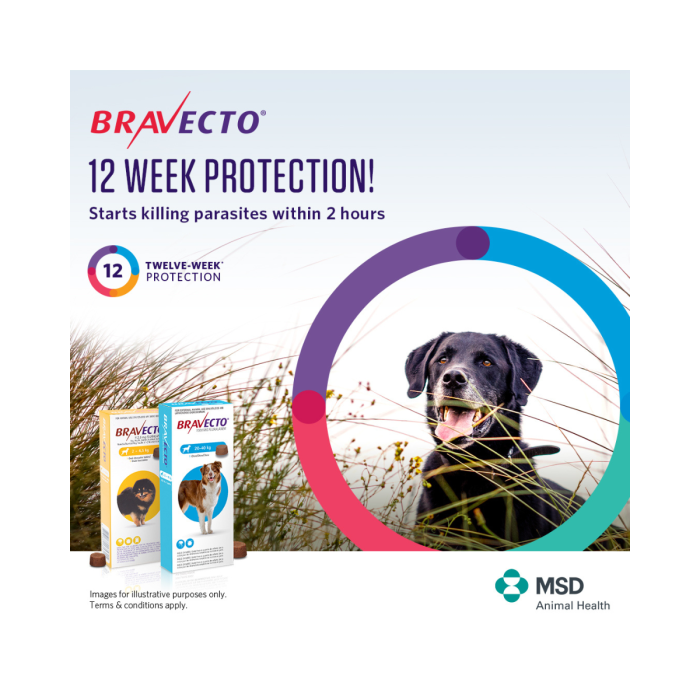 Bravecto Chewables Dog Medium 22 44lbs Green