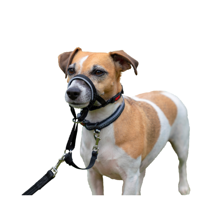 Halti dog collar hotsell
