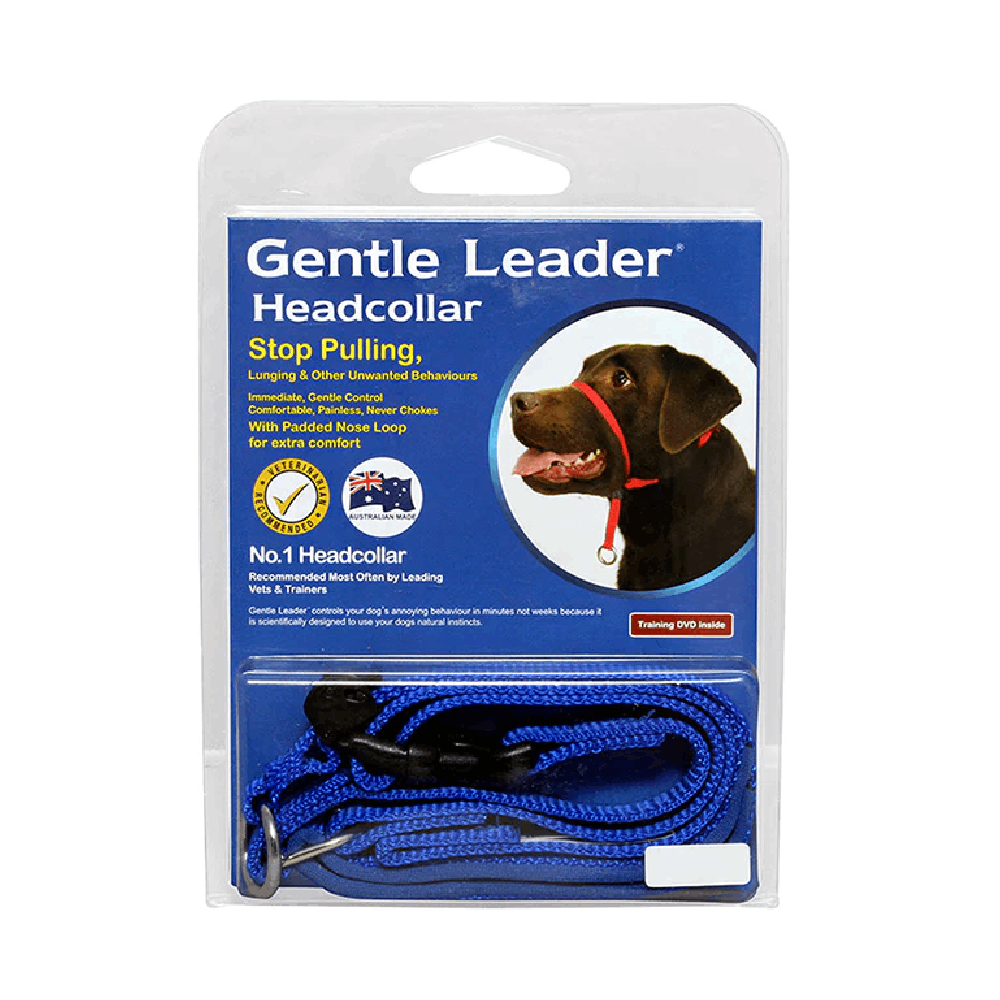 Friendly leader dog leash new arrivals