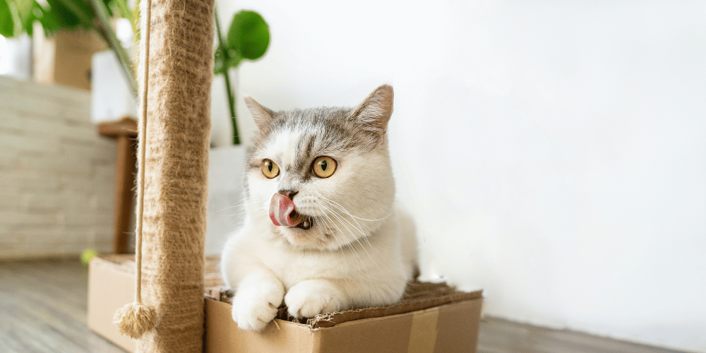 The Fascination Explained Why Cats Love Cardboard Boxes
