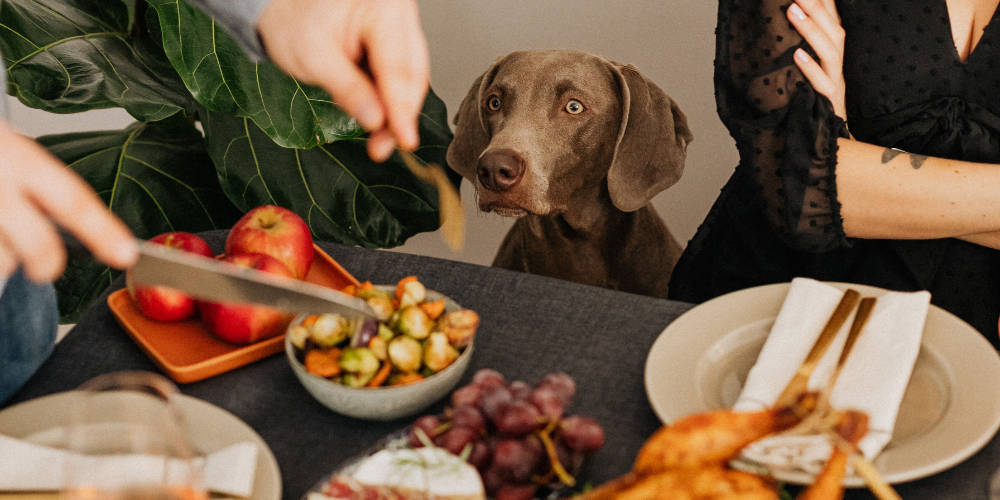 A Pet Owner's Guide to Holiday Food Hazards
