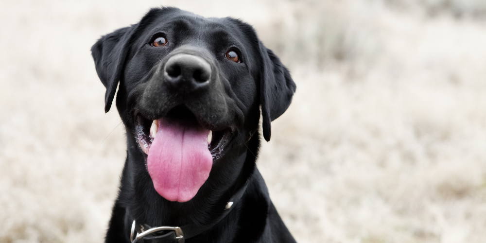 Pet Meds Without Vet Prescription CanadaVet 5 OFF