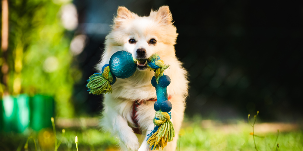 The Psychology Behind Dog Toys