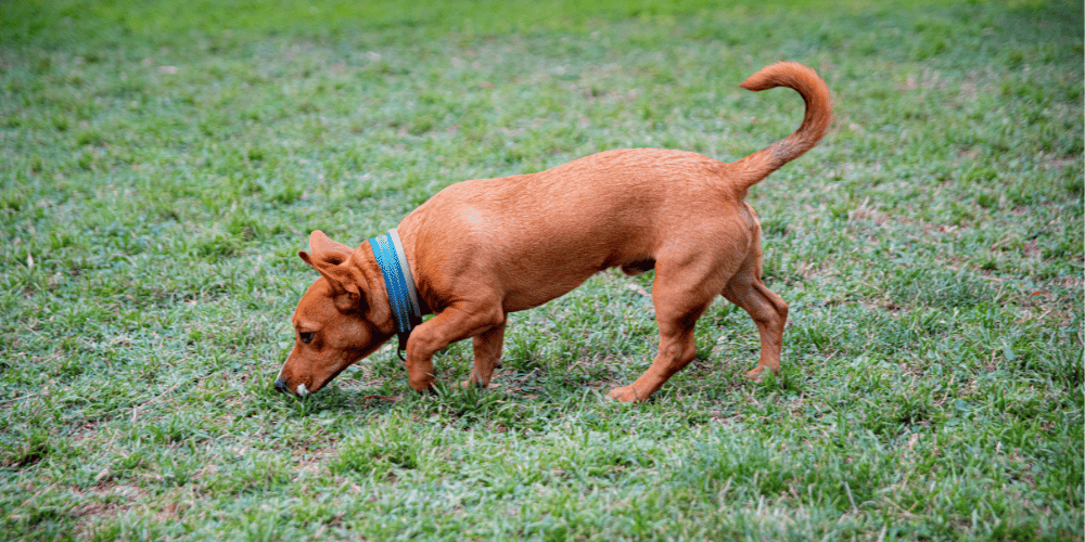 Dog Poop 101: A Guide to Digestive Health