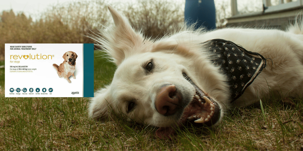 Smiling Dog Laying On Grass Next To Revolution Pack Shot