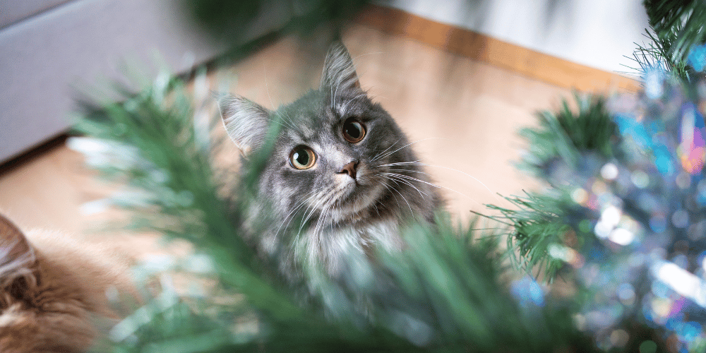 How to Keep Your Cat Off Your Christmas Tree