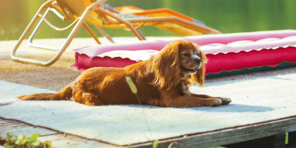 Planning a Vacation? Here's What to Do with Your Dog!