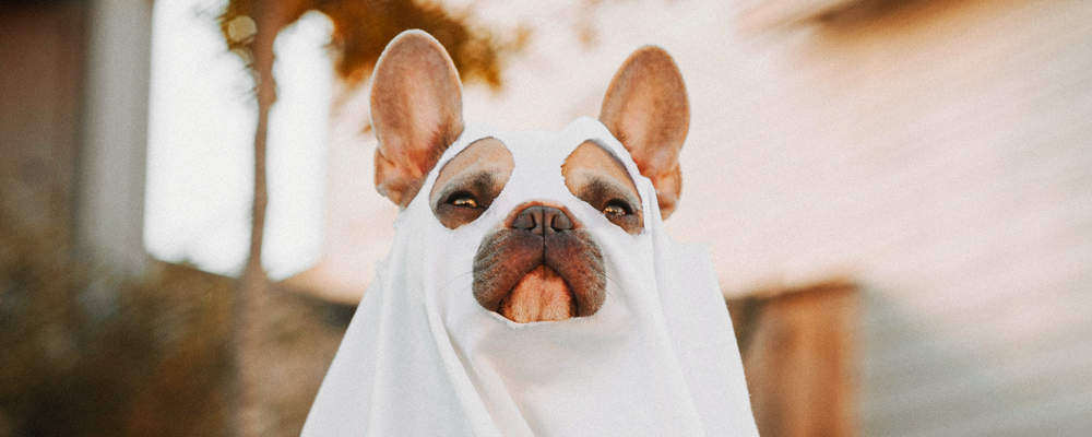 Halloween Dog