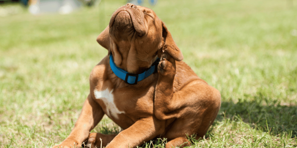 How to Find Fleas on Dogs