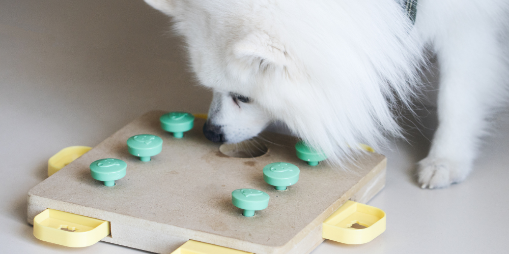 Fresh Look at Low Effort Ways To Exercise Your Pet Indoors Easy Tips