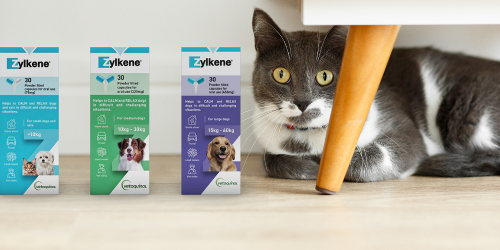 How to Help Cat Separation Anxiety | Symptoms, Treatment & Tips - Feline Separation Anxiety Treatment Options