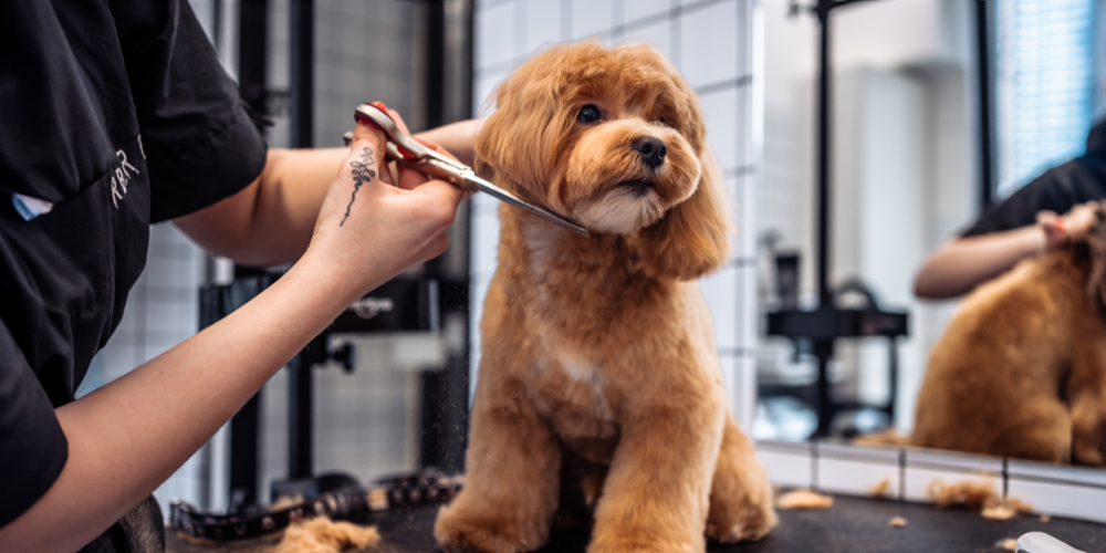 Should I Shave My Dog in the Summer? CanadaVet