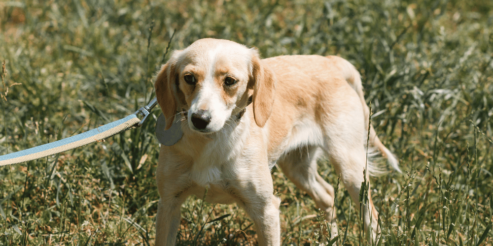 The Symptoms of Heartworm in Dogs