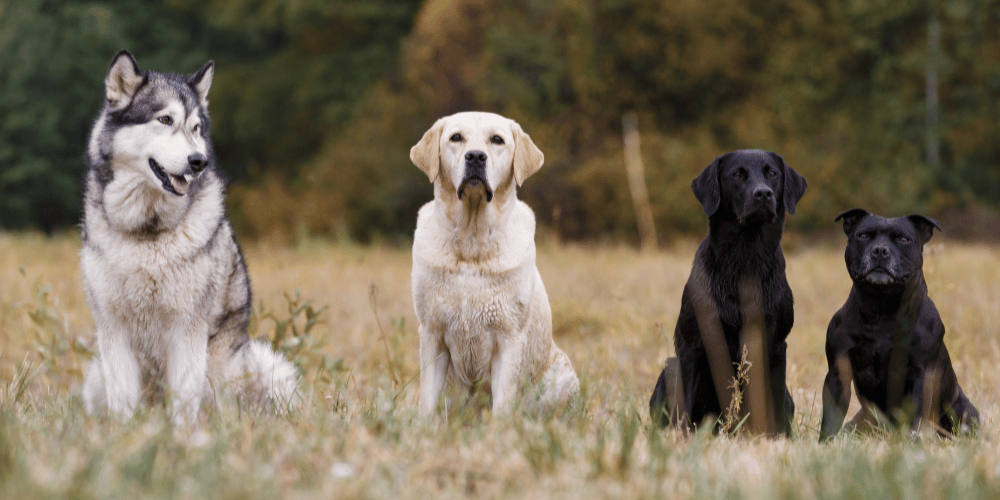 Dog Breeds