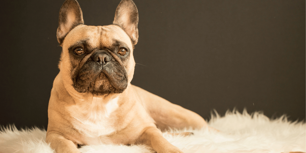 French bulldog ate chocolate outlet
