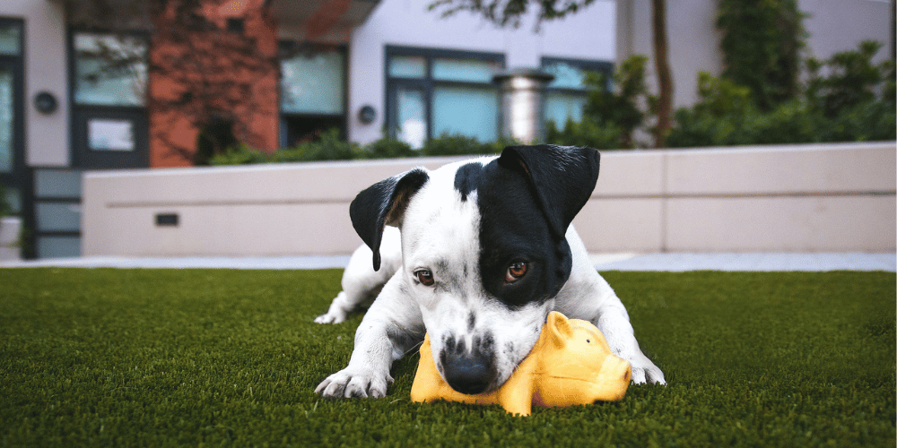 4 Reasons Your Dog Destroys Their Toys