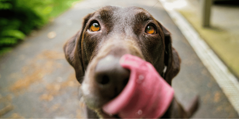 My Pet's Nose Is Dry - What Does That Really Mean?