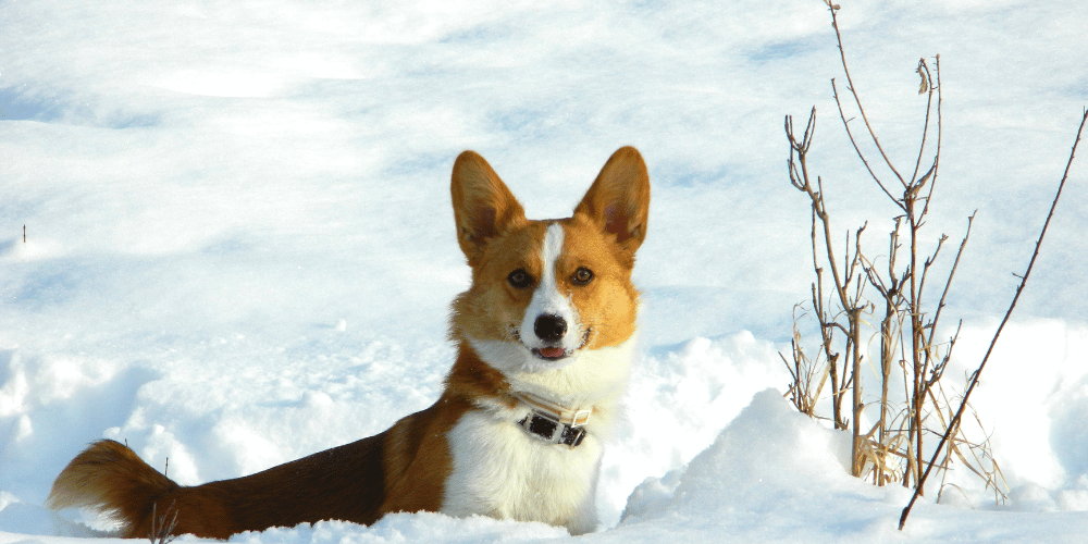 Preparing Your Pets For Winter