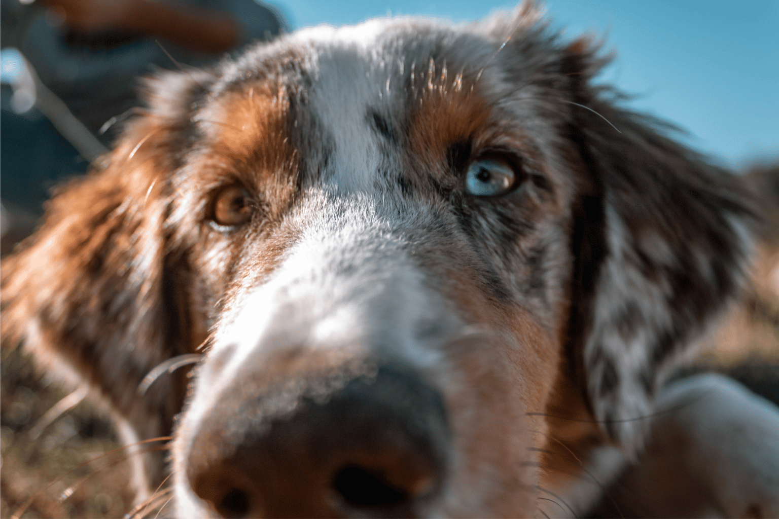 Why Do Dogs Sniff Your Crotch?