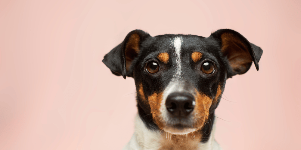 Heartworm prevention without best sale prescription