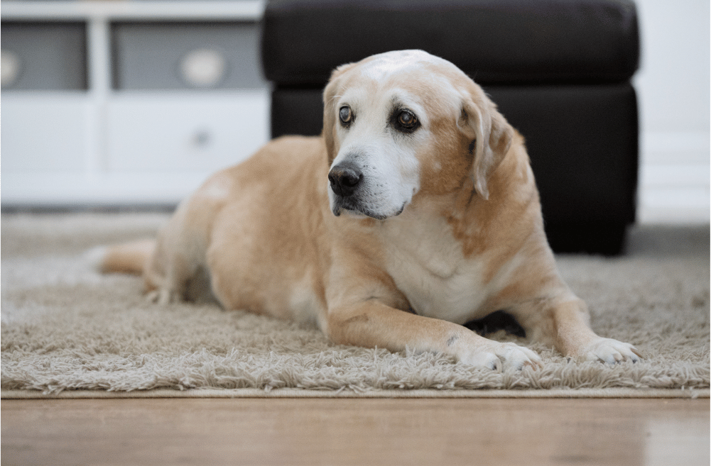 Understanding Dementia in Dogs