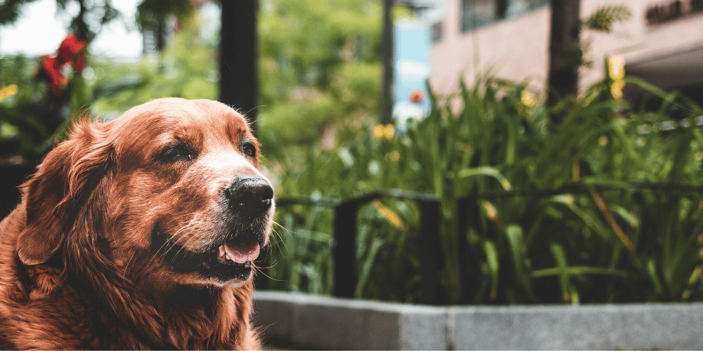 What's the Most Popular Dog Breed in Each US State?
