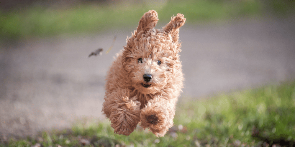 Why Dogs Get the Zoomies Understanding Random Activity Periods"