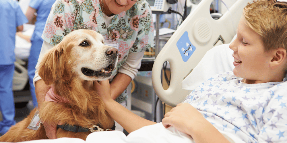 Discover the World of Therapy Dogs CanadaVet