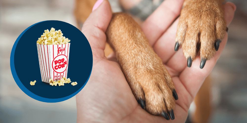 Why Do My Dog's Feet Smell Like Popcorn? CanadaVet