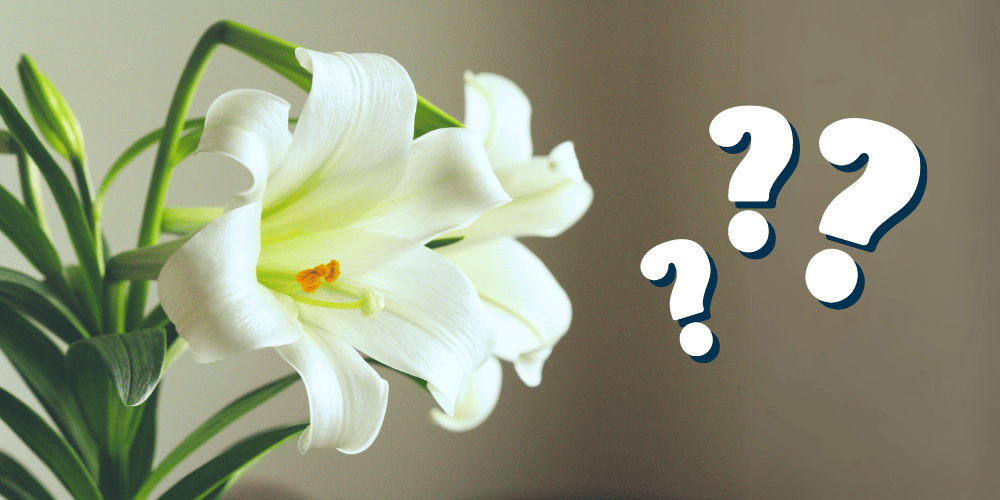 Myth or Fact: Are Easter Lilies Toxic to Pets?