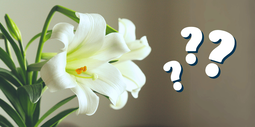 Myth Busted Easter Lilies & Pet Safety CanadaVet Blog