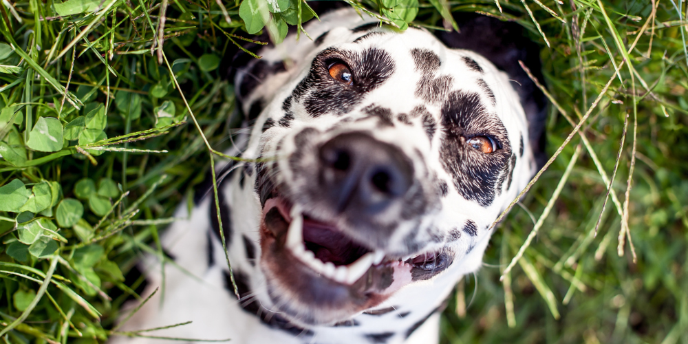 Should You Brush Your Dog's Teeth? CanadaVet