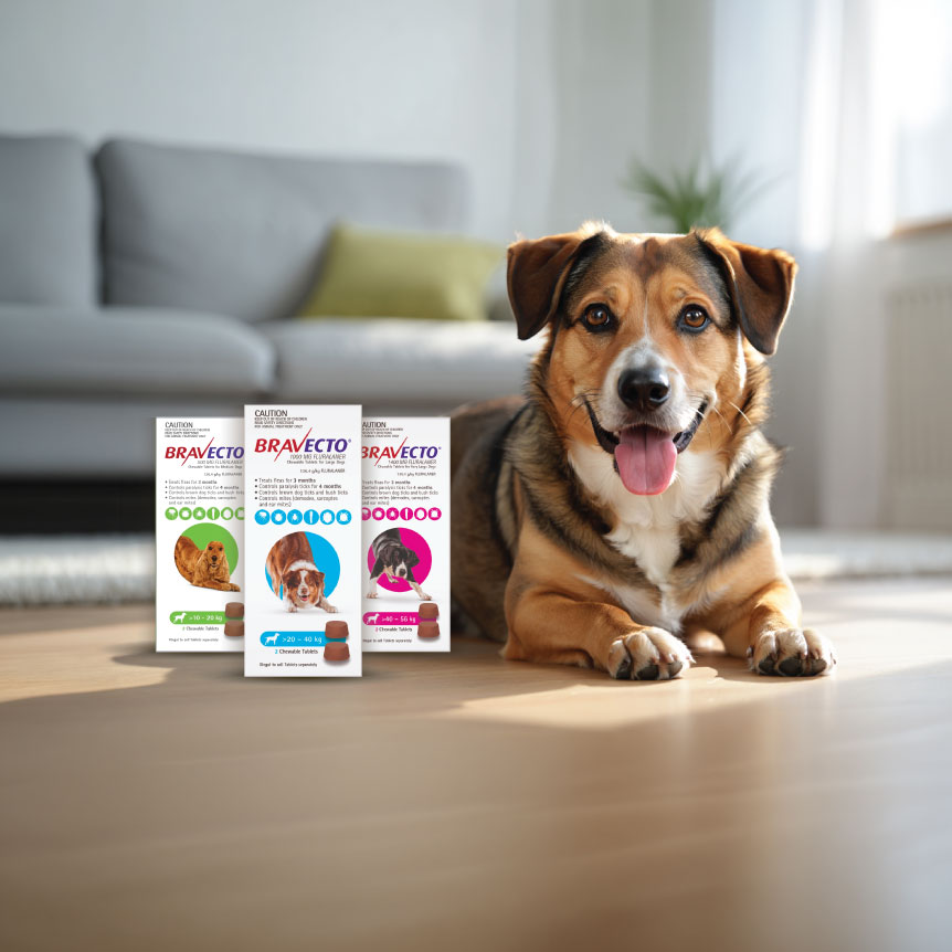 Bravecto for Dogs hero image