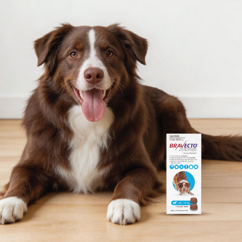 Bravecto for Dogs trust image