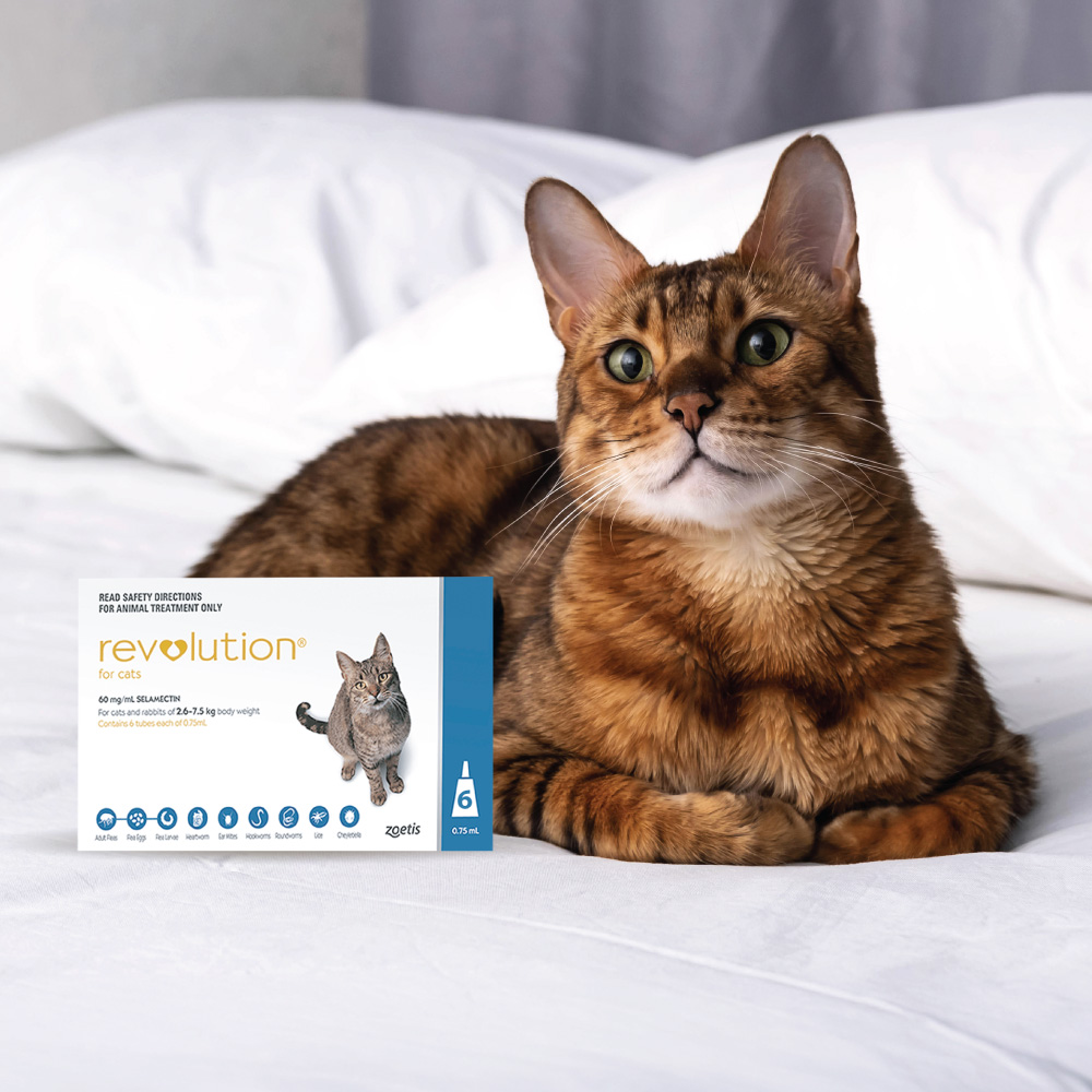 Cat sitting indoors beside Revolution for Cats packaging