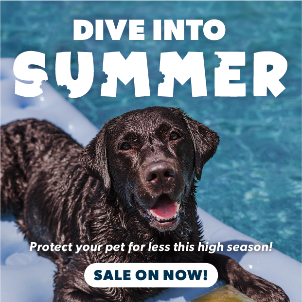 Pet Meds Without Vet Prescription CanadaVet 5 OFF